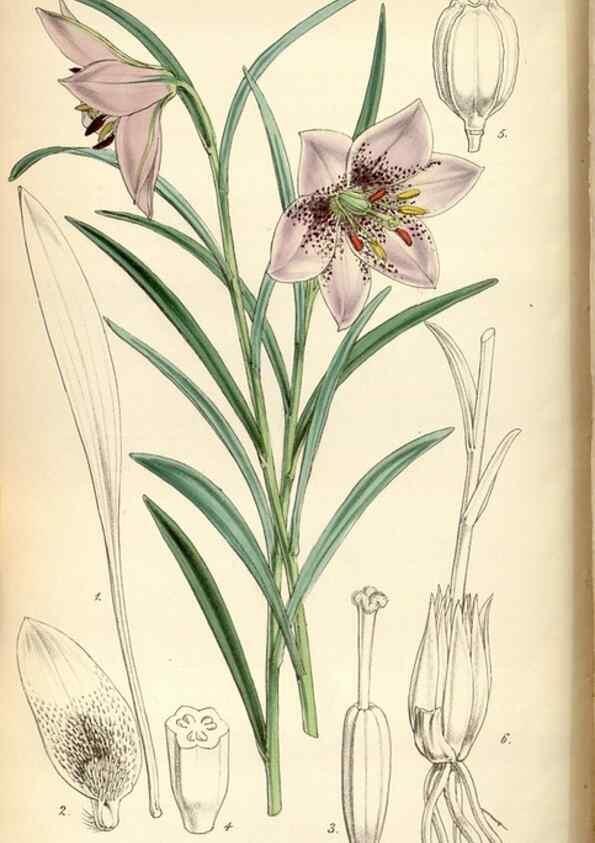 Reproducción/Reproduction 35086624812: Curtis's botanical magazine.. London ; New York [etc.] :Academic Press [etc.]