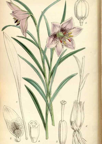 Reproducción/Reproduction 35086624812: Curtis's botanical magazine.. London ; New York [etc.] :Academic Press [etc.]