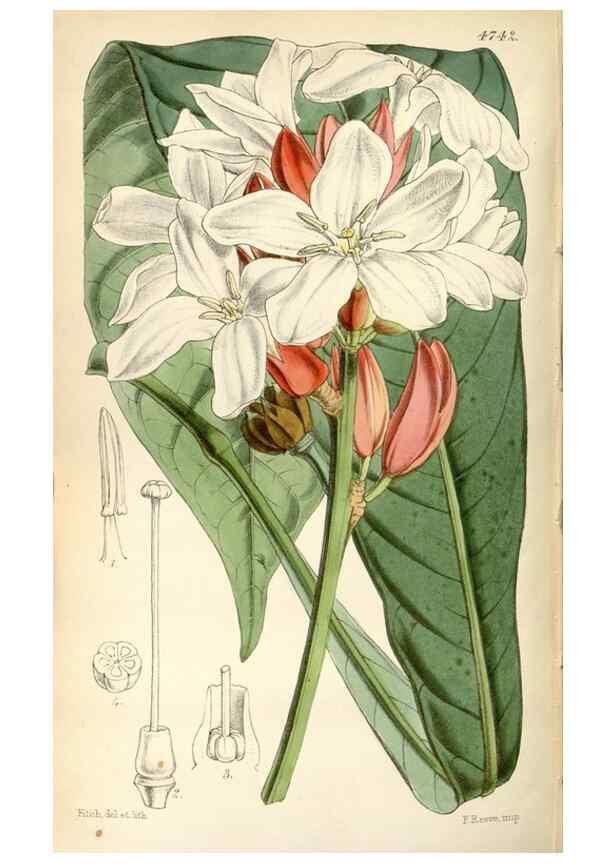 Reproducción/Reproduction 34443275573: Curtis's botanical magazine.. London ; New York [etc.] :Academic Press [etc.]