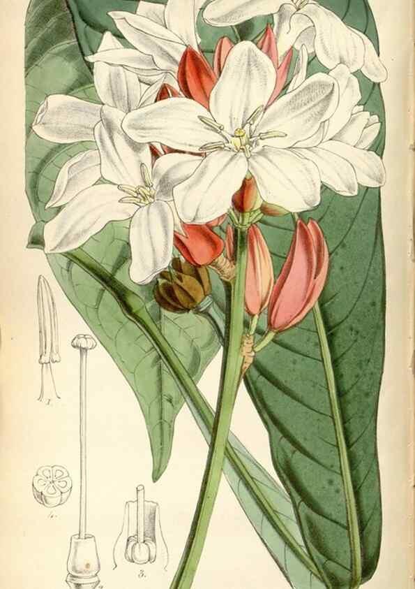 Reproducción/Reproduction 34443275573: Curtis's botanical magazine.. London ; New York [etc.] :Academic Press [etc.]