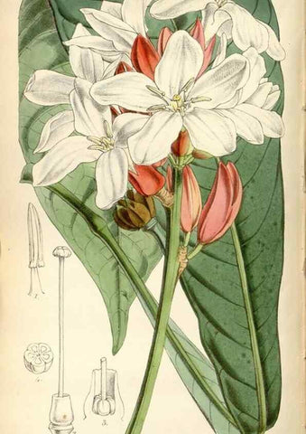 Reproducción/Reproduction 34443275573: Curtis's botanical magazine.. London ; New York [etc.] :Academic Press [etc.]