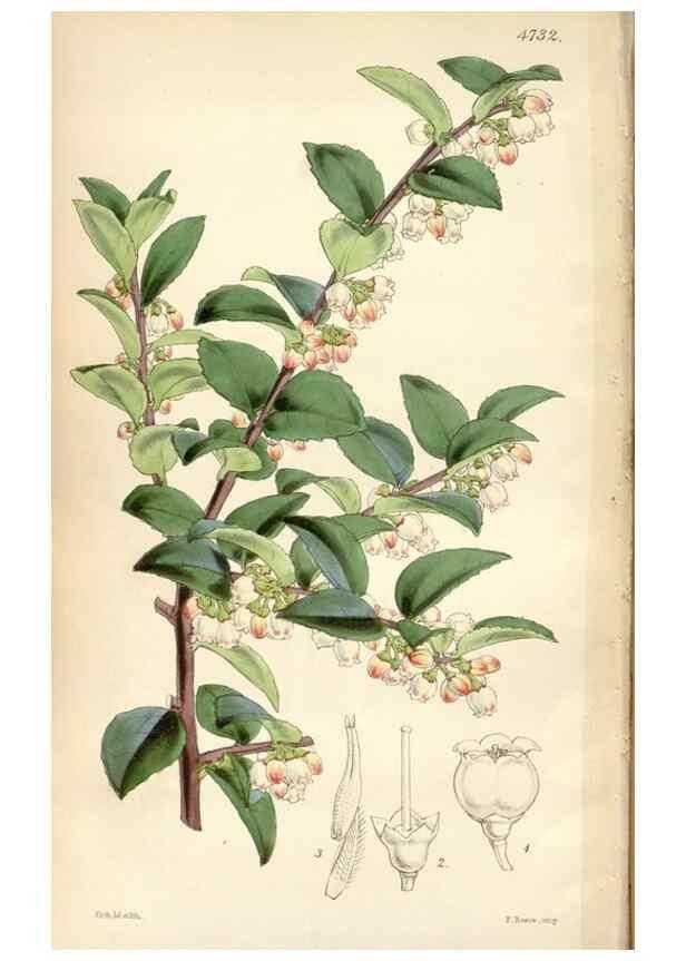 Reproducción/Reproduction 35086627922: Curtis's botanical magazine.. London ; New York [etc.] :Academic Press [etc.]