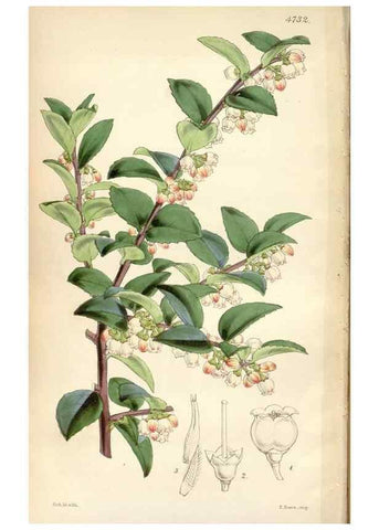Reproducción/Reproduction 35086627922: Curtis's botanical magazine.. London ; New York [etc.] :Academic Press [etc.]