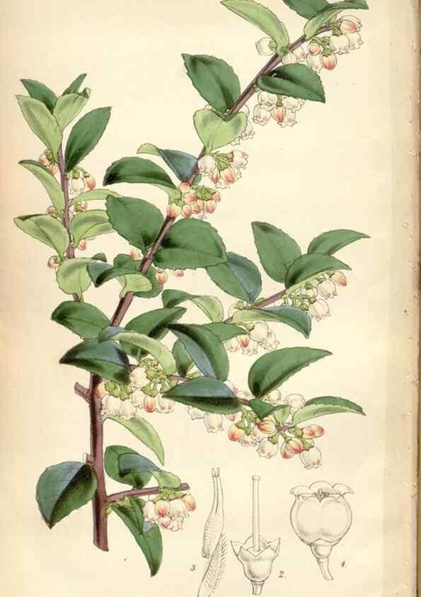 Reproducción/Reproduction 35086627922: Curtis's botanical magazine.. London ; New York [etc.] :Academic Press [etc.]