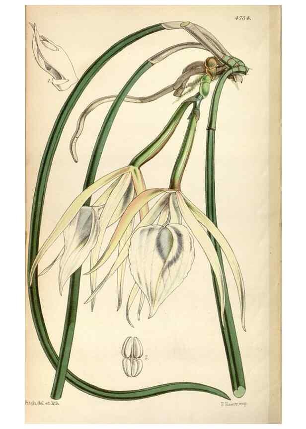 Reproducción/Reproduction 35086635012: Curtis's botanical magazine.. London ; New York [etc.] :Academic Press [etc.]
