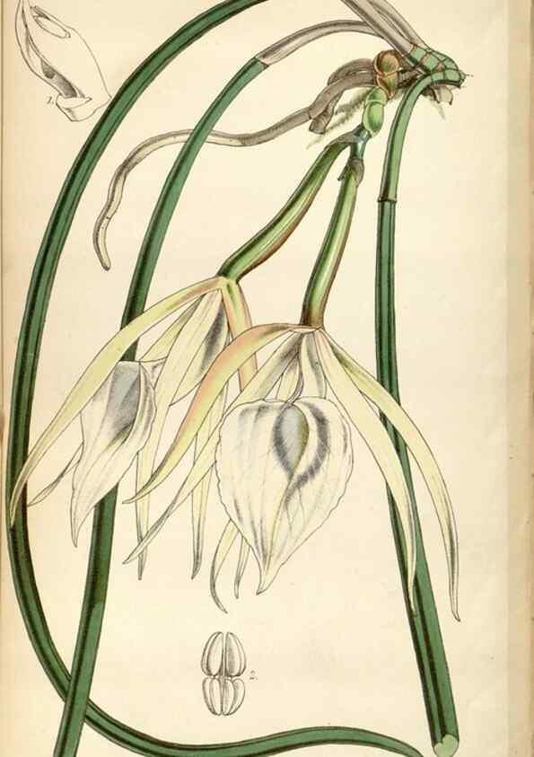 Reproducción/Reproduction 35086635012: Curtis's botanical magazine.. London ; New York [etc.] :Academic Press [etc.]