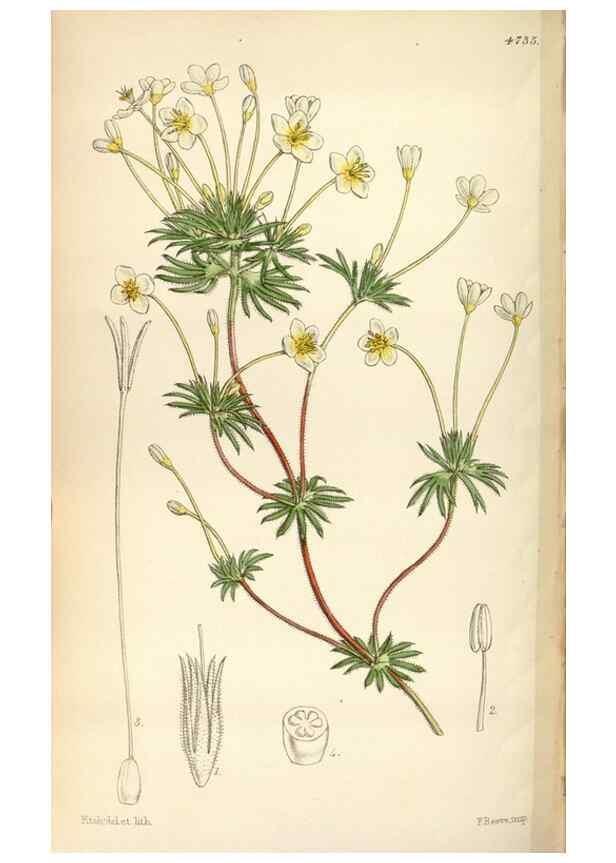 Reproducción/Reproduction 35086638022: Curtis's botanical magazine.. London ; New York [etc.] :Academic Press [etc.]