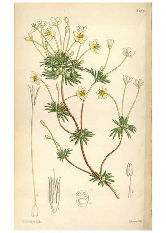 Reproducción/Reproduction 35086638022: Curtis's botanical magazine.. London ; New York [etc.] :Academic Press [etc.]