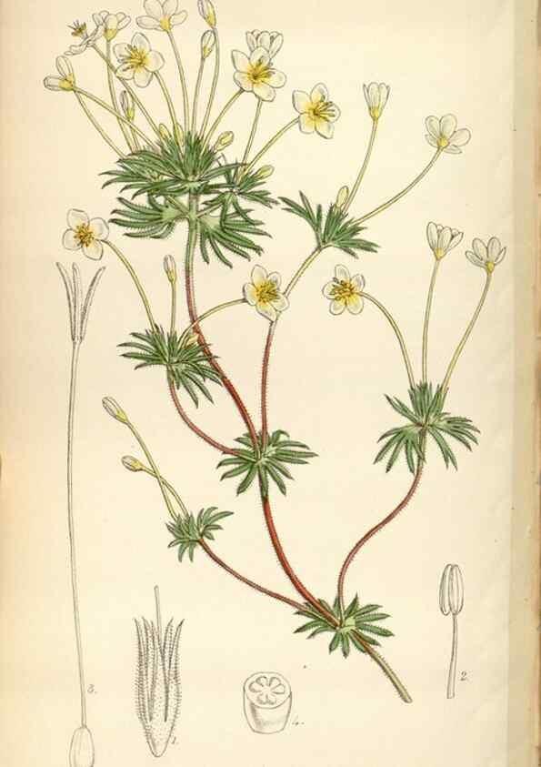 Reproducción/Reproduction 35086638022: Curtis's botanical magazine.. London ; New York [etc.] :Academic Press [etc.]