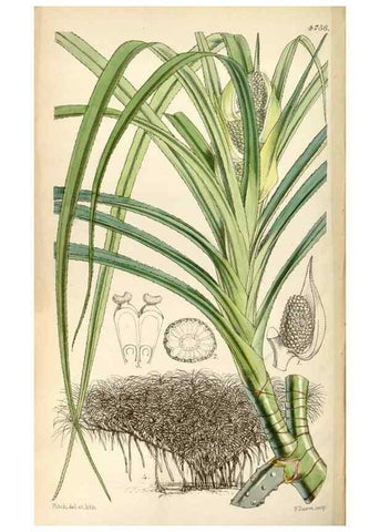 Reproducción/Reproduction 35086641232: Curtis's botanical magazine.. London ; New York [etc.] :Academic Press [etc.]