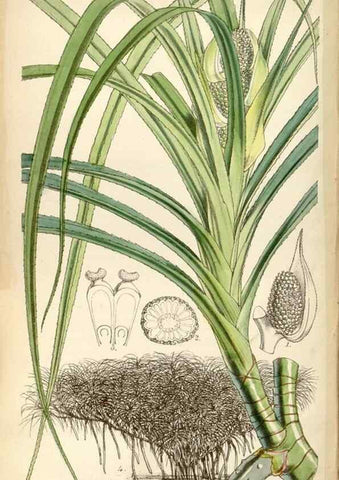 Reproducción/Reproduction 35086641232: Curtis's botanical magazine.. London ; New York [etc.] :Academic Press [etc.]