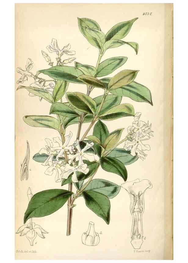 Reproducción/Reproduction 35086645042: Curtis's botanical magazine.. London ; New York [etc.] :Academic Press [etc.]