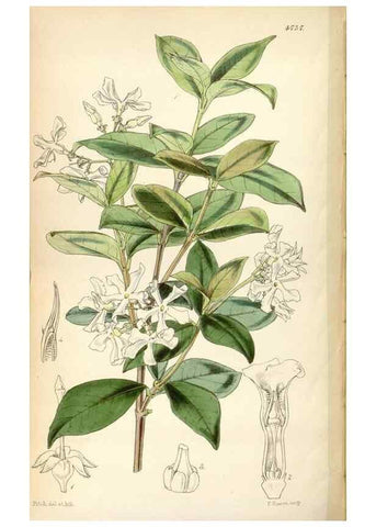 Reproducción/Reproduction 35086645042: Curtis's botanical magazine.. London ; New York [etc.] :Academic Press [etc.]