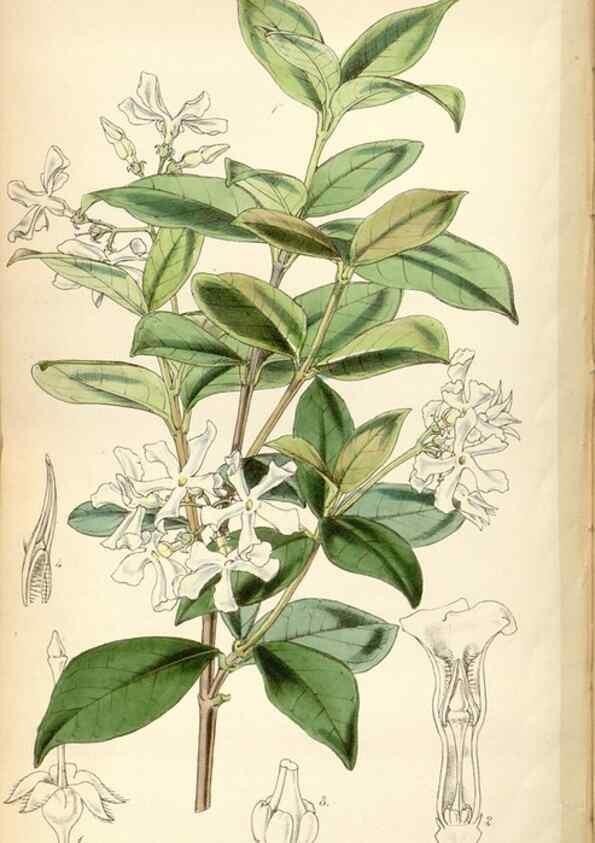 Reproducción/Reproduction 35086645042: Curtis's botanical magazine.. London ; New York [etc.] :Academic Press [etc.]