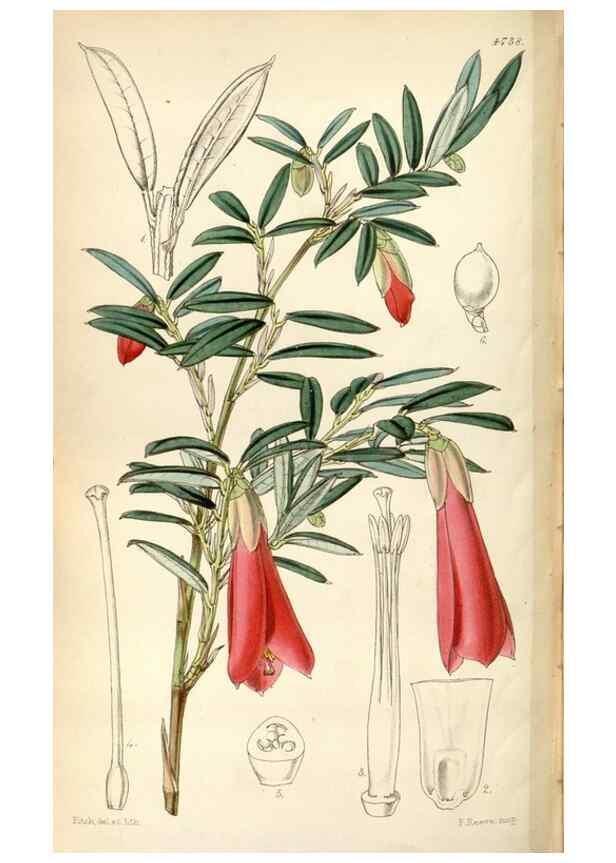 Reproducción/Reproduction 35212318016: Curtis's botanical magazine.. London ; New York [etc.] :Academic Press [etc.]