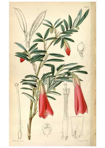 Reproducción/Reproduction 35212318016: Curtis's botanical magazine.. London ; New York [etc.] :Academic Press [etc.]