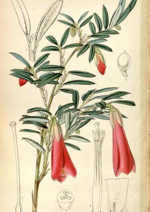 Reproducción/Reproduction 35212318016: Curtis's botanical magazine.. London ; New York [etc.] :Academic Press [etc.]