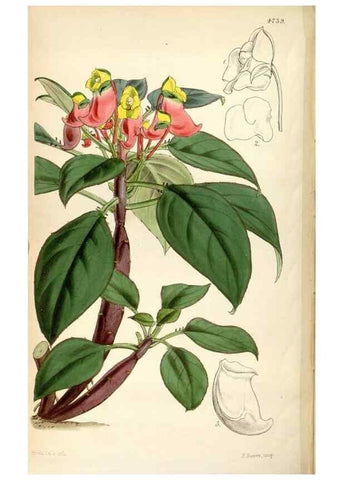 Reproducción/Reproduction 35212320626: Curtis's botanical magazine.. London ; New York [etc.] :Academic Press [etc.]