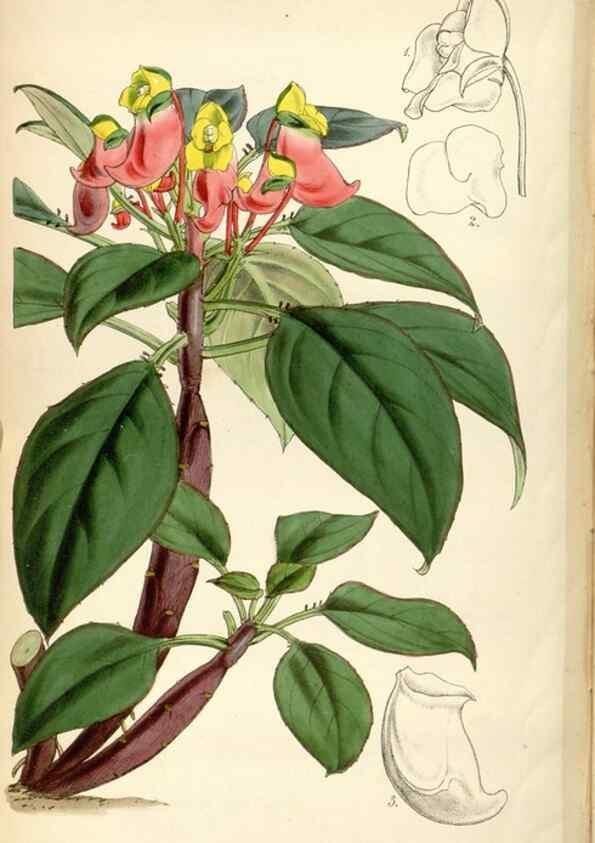 Reproducción/Reproduction 35212320626: Curtis's botanical magazine.. London ; New York [etc.] :Academic Press [etc.]