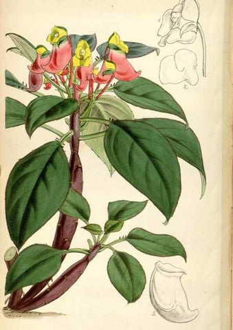 Reproducción/Reproduction 35212320626: Curtis's botanical magazine.. London ; New York [etc.] :Academic Press [etc.]