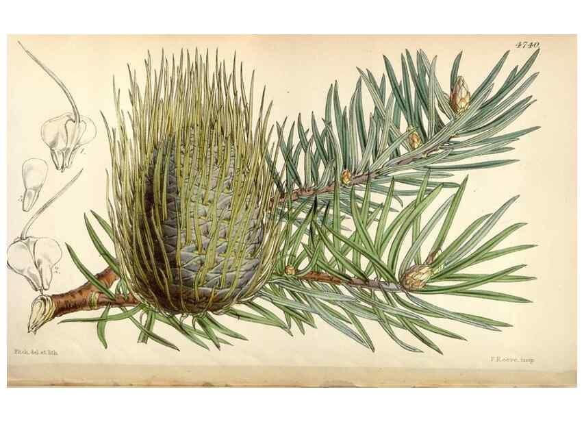 Reproducción/Reproduction 34408362244: Curtis's botanical magazine.. London ; New York [etc.] :Academic Press [etc.]
