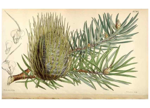 Reproducción/Reproduction 34408362244: Curtis's botanical magazine.. London ; New York [etc.] :Academic Press [etc.]