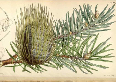Reproducción/Reproduction 34408362244: Curtis's botanical magazine.. London ; New York [etc.] :Academic Press [etc.]