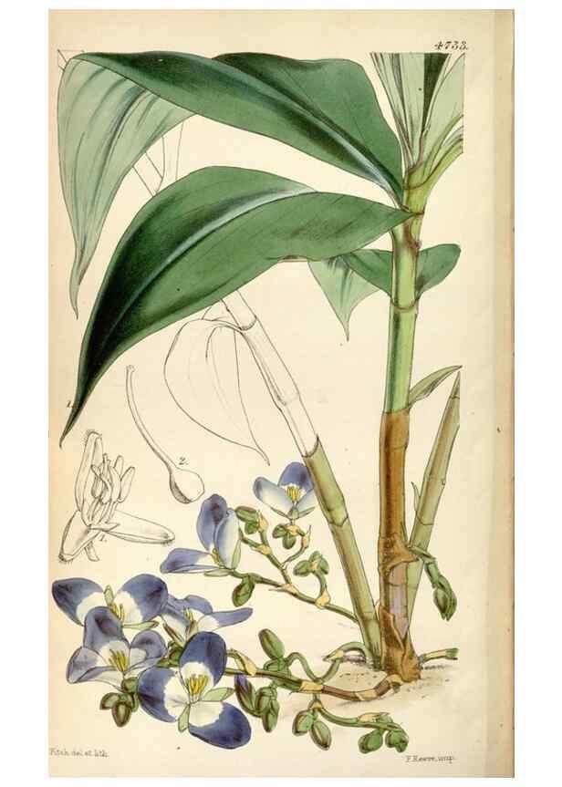 Reproducción/Reproduction 35086631962: Curtis's botanical magazine.. London ; New York [etc.] :Academic Press [etc.]