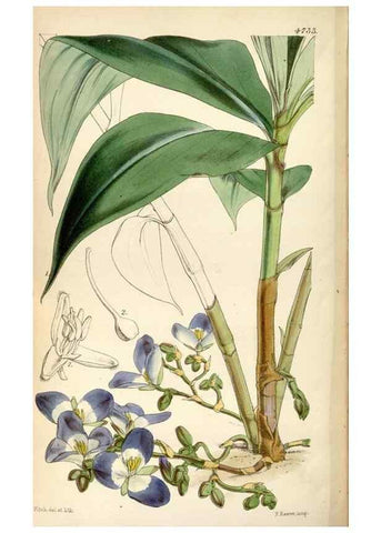 Reproducción/Reproduction 35086631962: Curtis's botanical magazine.. London ; New York [etc.] :Academic Press [etc.]