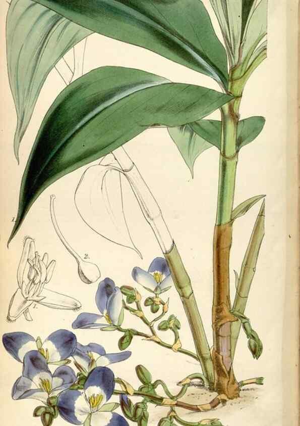 Reproducción/Reproduction 35086631962: Curtis's botanical magazine.. London ; New York [etc.] :Academic Press [etc.]
