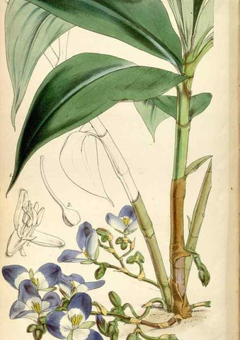 Reproducción/Reproduction 35086631962: Curtis's botanical magazine.. London ; New York [etc.] :Academic Press [etc.]