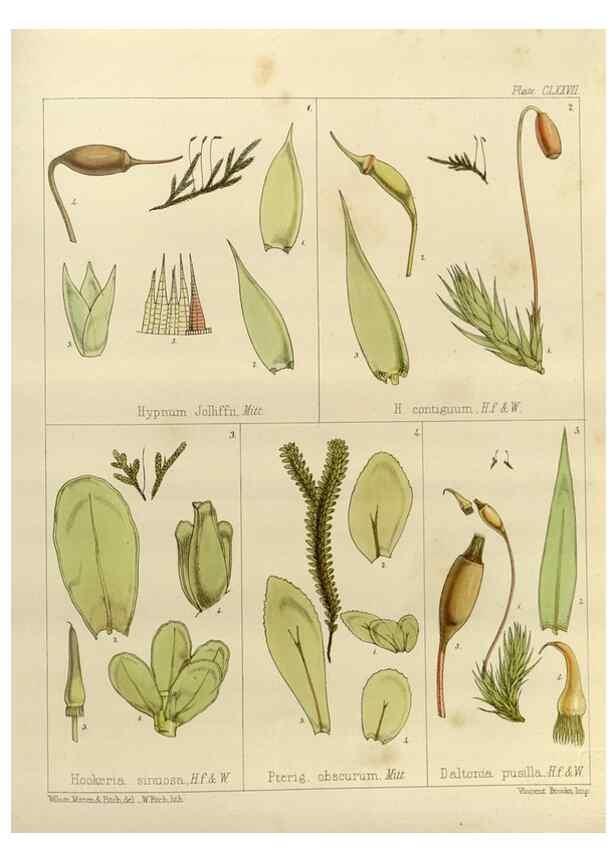 Reproducción/Reproduction 33113615995: The botany of the Antarctic voyage of H.M. discovery ships Erebus and Terror in the Years 1839-1843. London :Reeve Brothers,1844-1860.