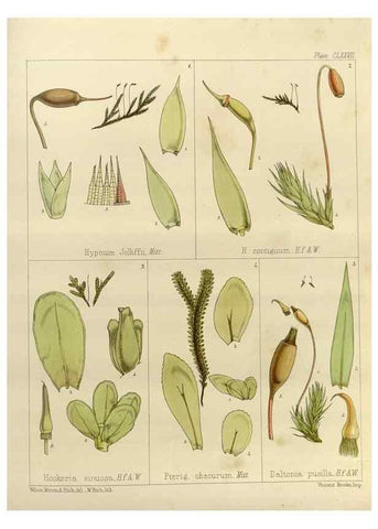 Reproducción/Reproduction 33113615995: The botany of the Antarctic voyage of H.M. discovery ships Erebus and Terror in the Years 1839-1843. London :Reeve Brothers,1844-1860.