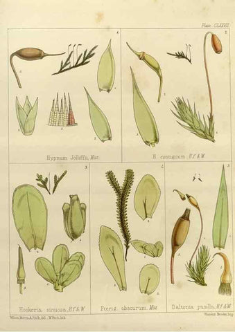 Reproducción/Reproduction 33113615995: The botany of the Antarctic voyage of H.M. discovery ships Erebus and Terror in the Years 1839-1843. London :Reeve Brothers,1844-1860.