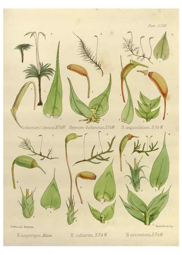 Reproducción/Reproduction 33113614845: The botany of the Antarctic voyage of H.M. discovery ships Erebus and Terror in the Years 1839-1843. London :Reeve Brothers,1844-1860.