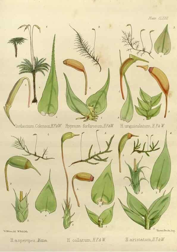 Reproducción/Reproduction 33113614845: The botany of the Antarctic voyage of H.M. discovery ships Erebus and Terror in the Years 1839-1843. London :Reeve Brothers,1844-1860.