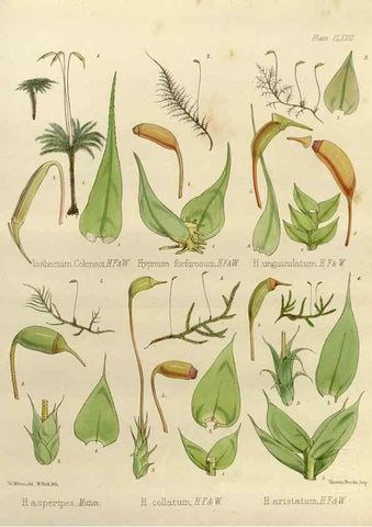 Reproducción/Reproduction 33113614845: The botany of the Antarctic voyage of H.M. discovery ships Erebus and Terror in the Years 1839-1843. London :Reeve Brothers,1844-1860.