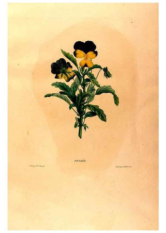 Reproducción/Reproduction 24543707820: Études de fleurs et de fruits :. Paris :Chez Bance aîné, Md. d'Etampes,[1820?]