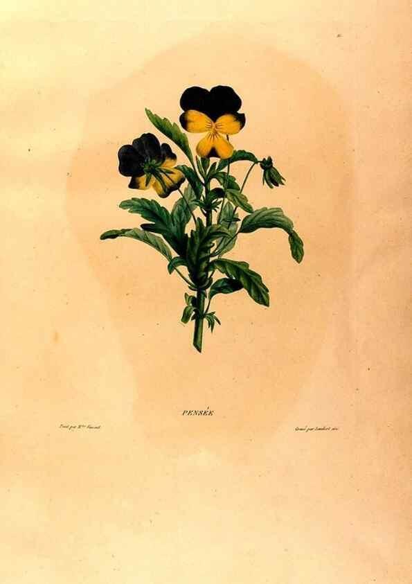 Reproducción/Reproduction 24543707820: Études de fleurs et de fruits :. Paris :Chez Bance aîné, Md. d'Etampes,[1820?]