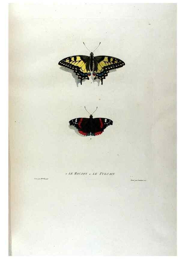 Reproducción/Reproduction 24211034324: Études de fleurs et de fruits :. Paris :Chez Bance aîné, Md. d'Etampes,[1820?]