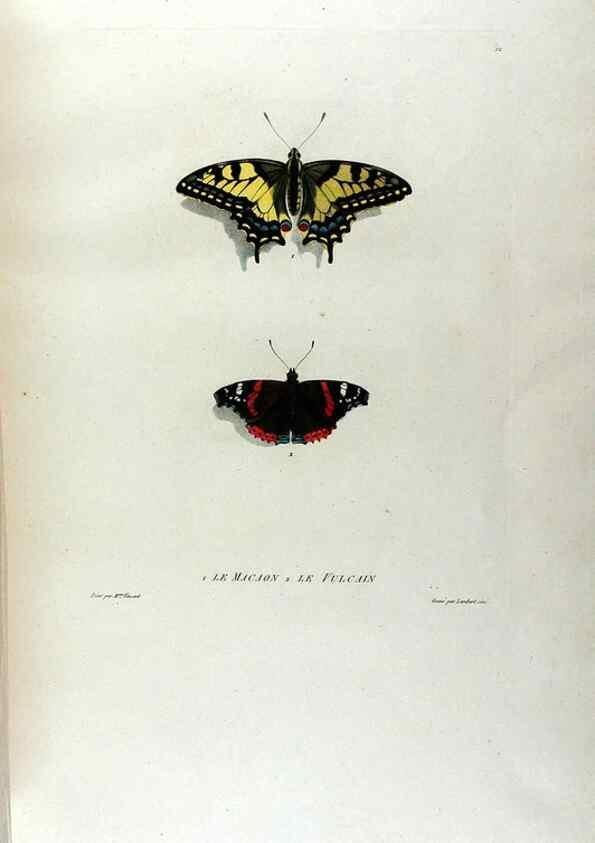 Reproducción/Reproduction 24211034324: Études de fleurs et de fruits :. Paris :Chez Bance aîné, Md. d'Etampes,[1820?]