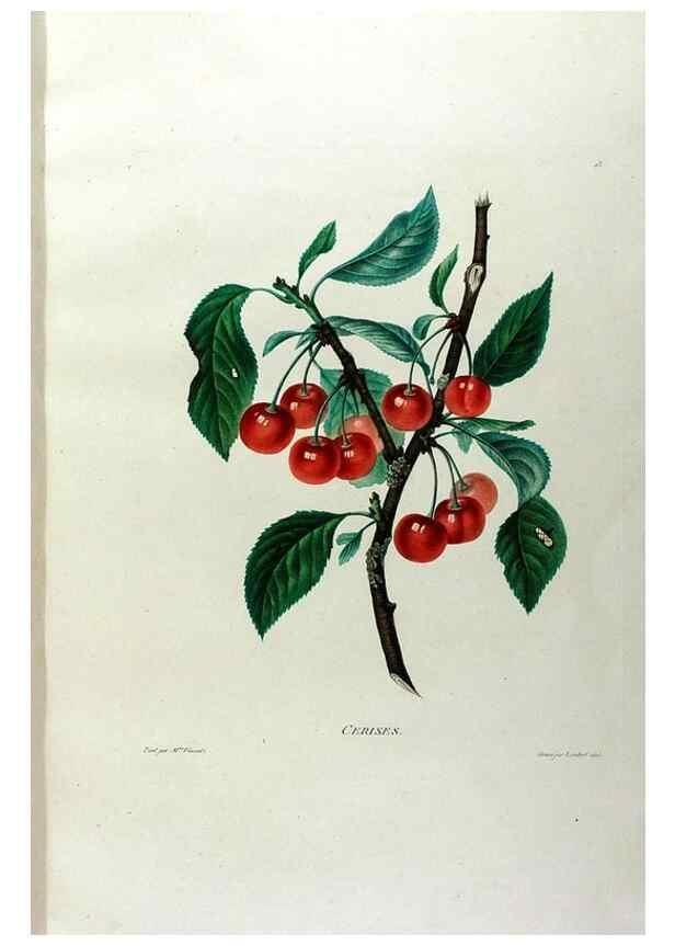 Reproducción/Reproduction 24471597309: Études de fleurs et de fruits :. Paris :Chez Bance aîné, Md. d'Etampes,[1820?]