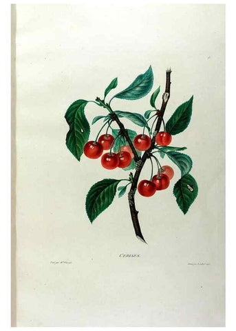 Reproducción/Reproduction 24471597309: Études de fleurs et de fruits :. Paris :Chez Bance aîné, Md. d'Etampes,[1820?]