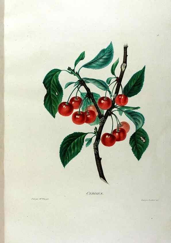 Reproducción/Reproduction 24471597309: Études de fleurs et de fruits :. Paris :Chez Bance aîné, Md. d'Etampes,[1820?]