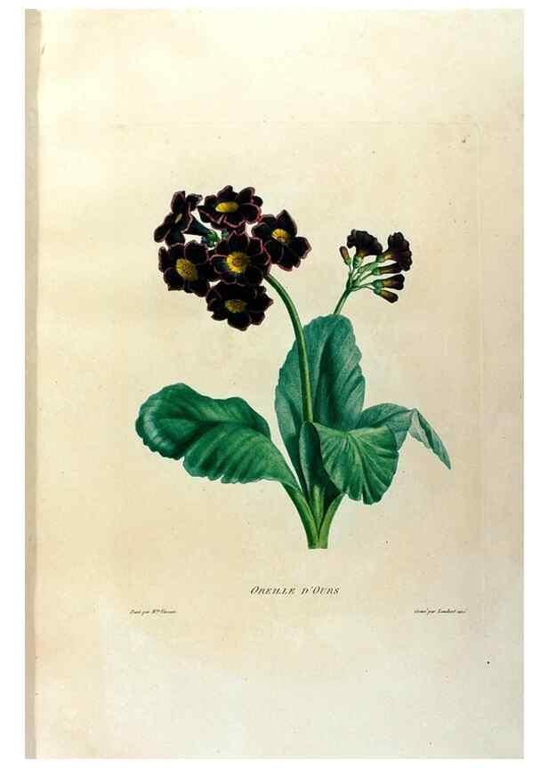 Reproducción/Reproduction 24721358442: Études de fleurs et de fruits :. Paris :Chez Bance aîné, Md. d'Etampes,[1820?]