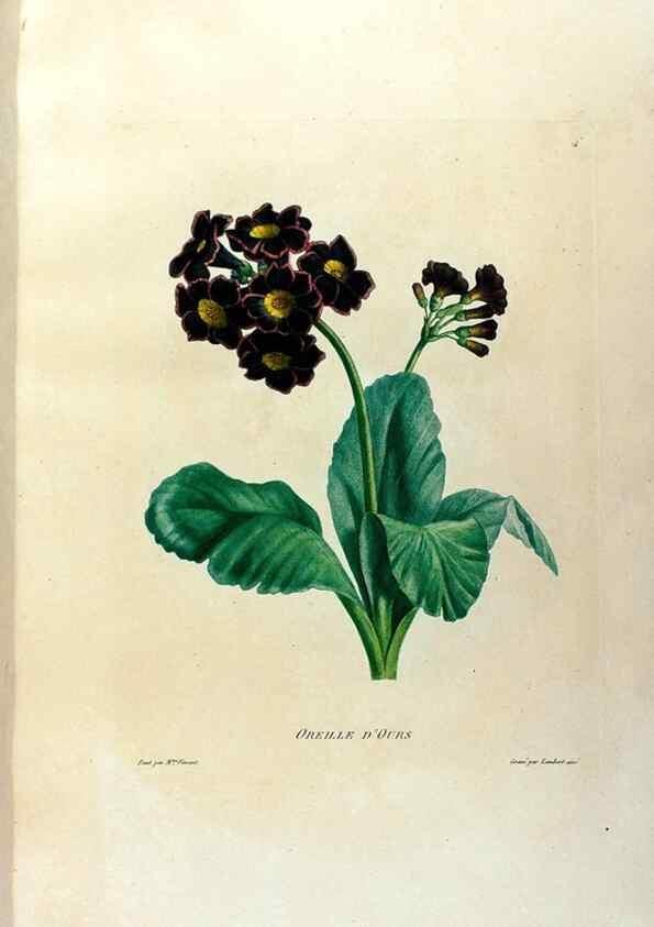 Reproducción/Reproduction 24721358442: Études de fleurs et de fruits :. Paris :Chez Bance aîné, Md. d'Etampes,[1820?]