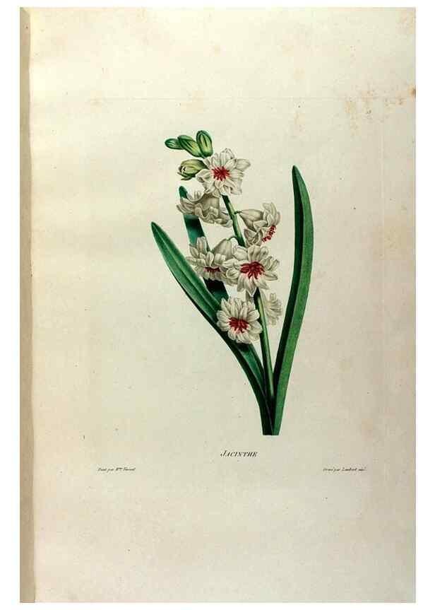 Reproducción/Reproduction 24471604139: Études de fleurs et de fruits :. Paris :Chez Bance aîné, Md. d'Etampes,[1820?]