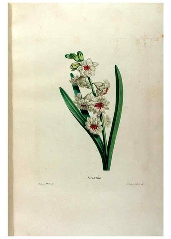 Reproducción/Reproduction 24471604139: Études de fleurs et de fruits :. Paris :Chez Bance aîné, Md. d'Etampes,[1820?]