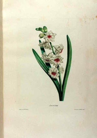 Reproducción/Reproduction 24471604139: Études de fleurs et de fruits :. Paris :Chez Bance aîné, Md. d'Etampes,[1820?]