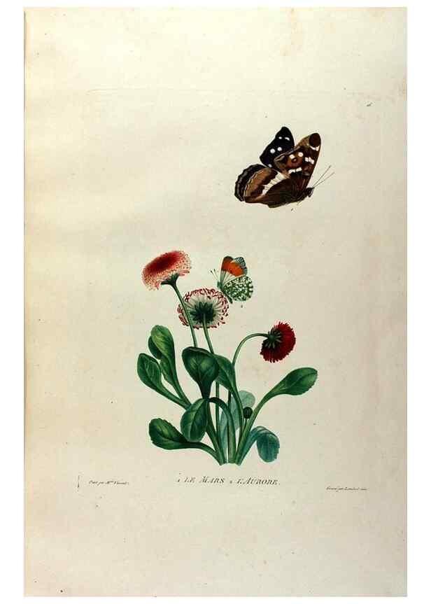 Reproducción/Reproduction 24812966876: Études de fleurs et de fruits :. Paris :Chez Bance aîné, Md. d'Etampes,[1820?]